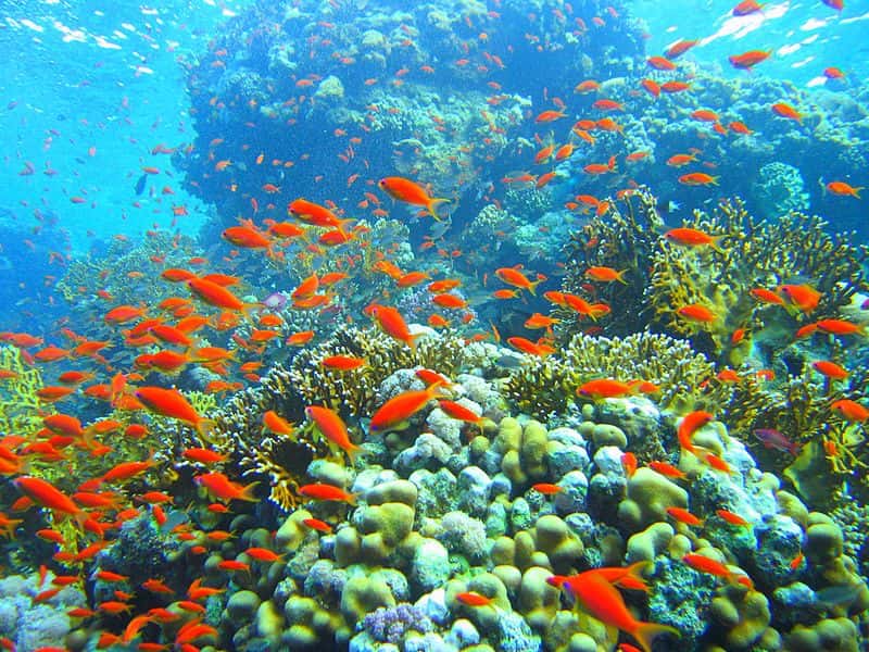 Les récifs coralliens sont parmi les milieux les plus riches en biodiversité. L'immense majorité des récifs est répartie dans la zone de lumière des 20 premiers mètres des eaux tropicales. © Mikhail Rogov, Wikipédia, GNU 1.2