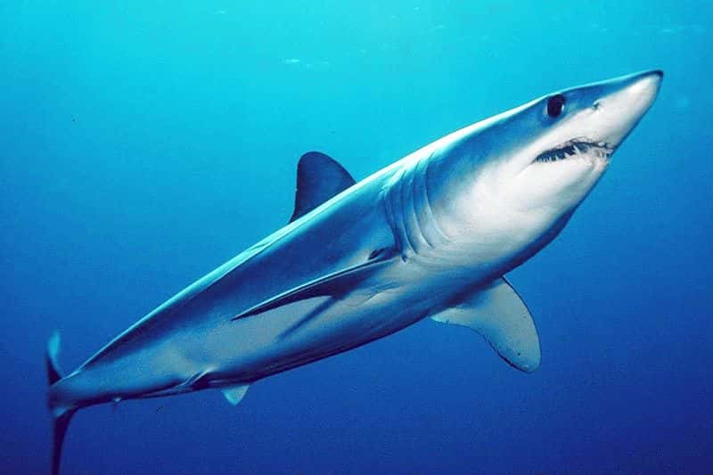 Le requin mako est un poisson pélagique, mais on peut parfois le trouver à proximité des côtes tropicales. Ce poisson est l’un des plus rapides au monde. © Mark Conlin, Wikipédia, DP