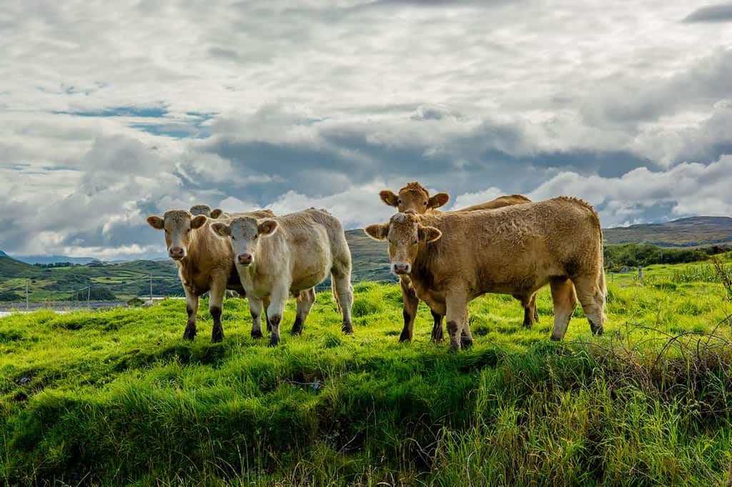 En Irlande, un troupeau de bétail dans le pâturage. © Grafxart, Adobe stock 