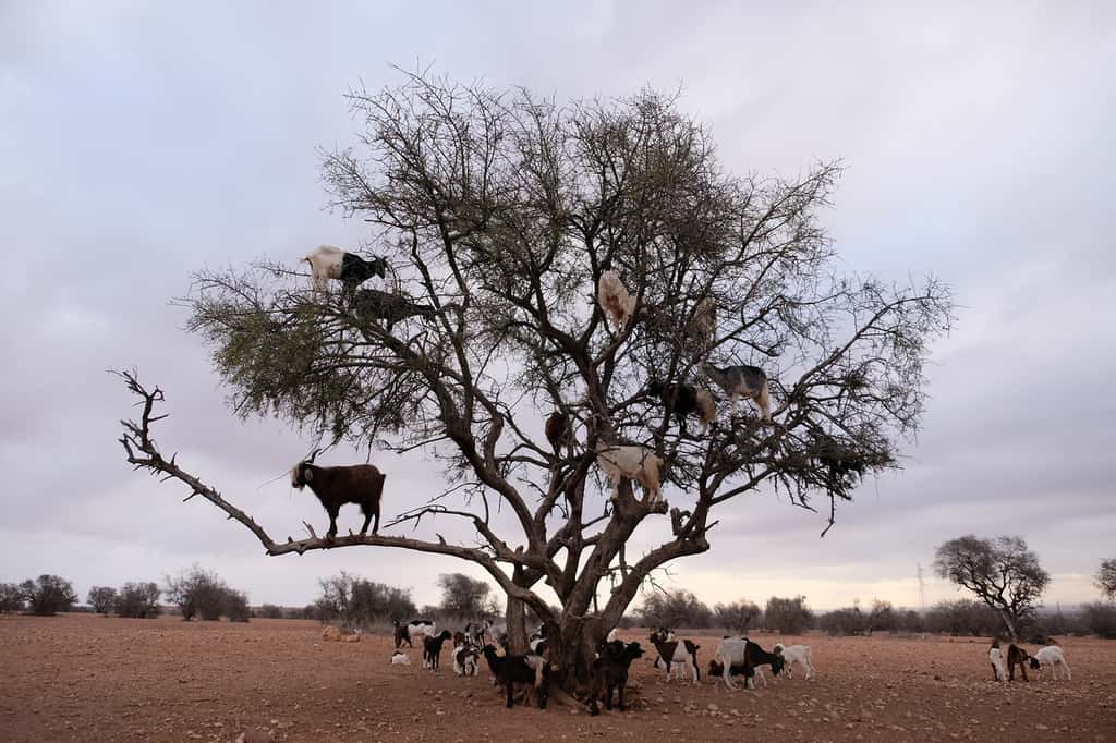 Une fois que les chèvres ont mangé le dernier arbuste, il ne reste plus qu’à migrer et laisser le désert s’installer. © Adobe stock, Sandra