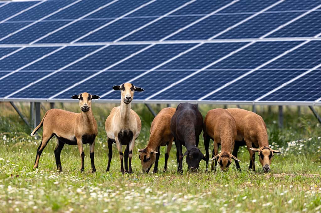 Chèvres et panneaux solaires, pourquoi pas. Mais le top sera de rendre mobiles ces panneaux, pour gérer au mieux heure par heure la répartition entre productions végétales, animales et énergétiques. © Itsvan, Adobe stock  
