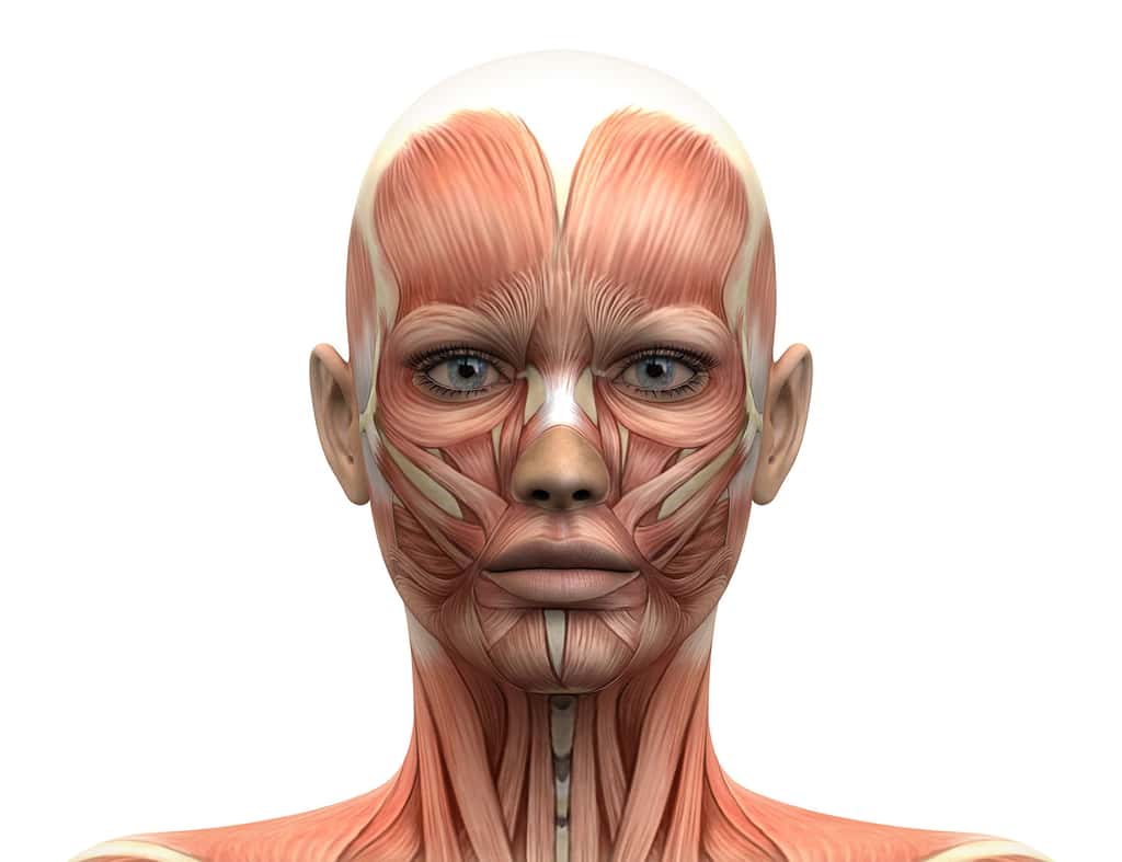 Muscles du visage : muscles corrugateurs montrant les rides du lion entre les deux yeux. © Decade 3D, Adobe stock