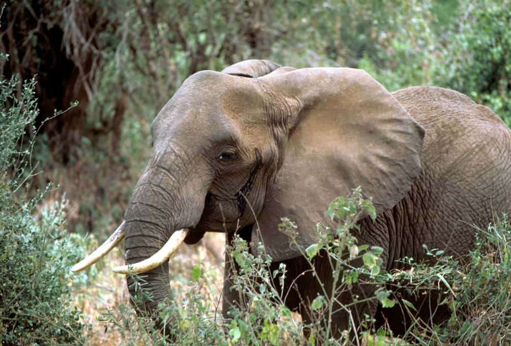 L'éléphant d'Afrique comprend deux espèces : le <em>Loxodonta africana </em>(la plus importante, vivant en savane) et le <em>Loxodonta cyclotis </em>(l'éléphant de forêt). Dans l'étude, les 11 éléphants sont de l'espèce <em>L. africana</em>. © Gary M. Stolz, <em>U.S. Fish and Wildlife Service</em>