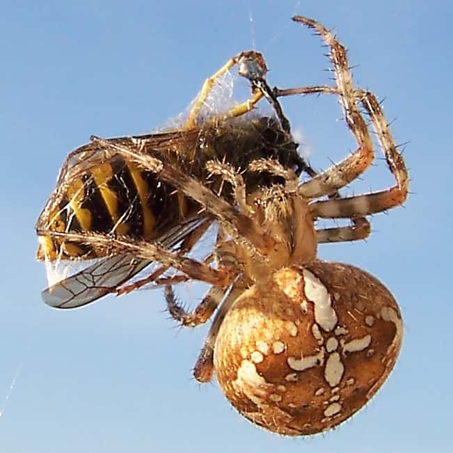 Araneus diadematus se trouve partout en Amérique du Nord et en Europe. Elle n'est pas dangereuse, sa piqûre n'aura pas plus d'effet qu'un bouton de moustique. © Jürgen Howaldt, Wikipédia, cc by sa 2.0 

