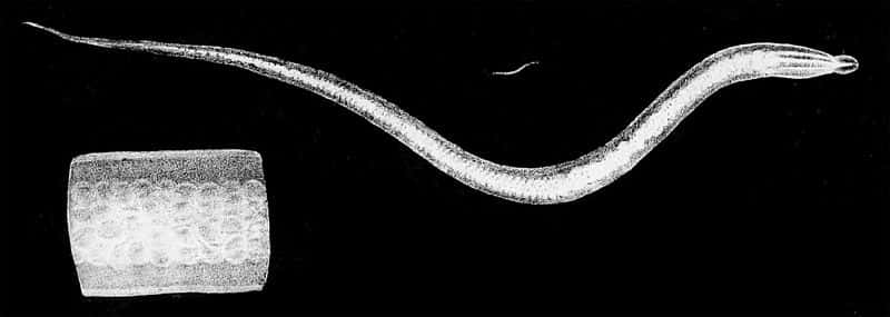 Le ver <em>Ascaris lumbricoides</em> est un parasite intestinal de l'Homme et d'autres mammifères. Il peut mesurer jusqu'à 30 cm de long. Mieux vaut ne pas en avoir trop dans son ventre... © Johann Gottfried Bremser, <em>Traité zoologique et physiologique sur les vers intestinaux de l'Homme</em>, Wikipédia, DP