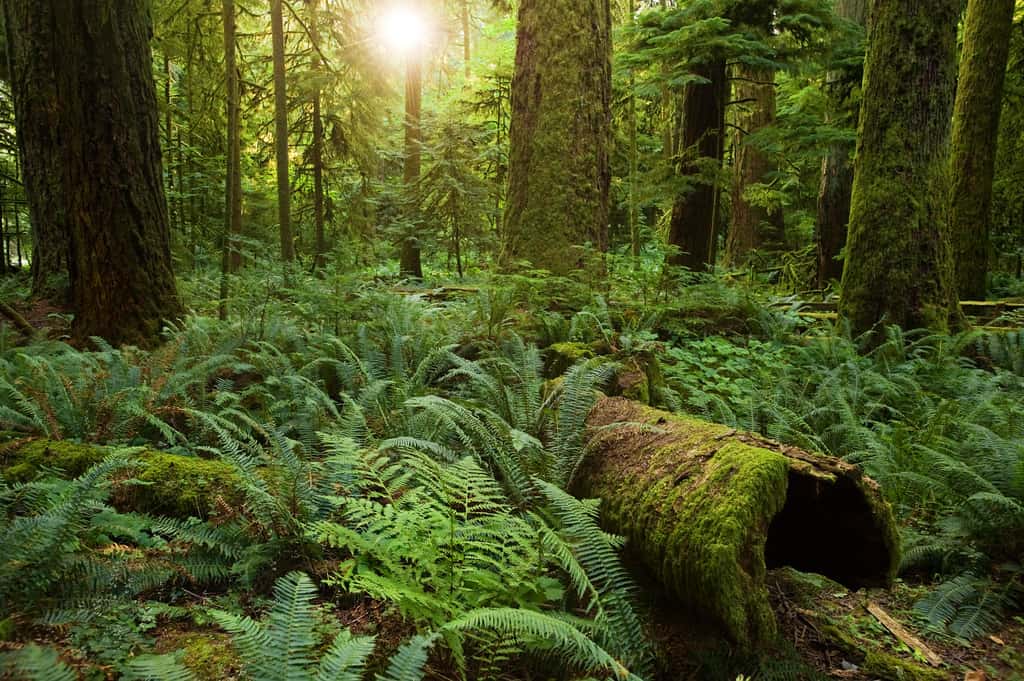 Forêt primaire « <em>Cathedral Grove</em> » à Vancouver. © Sang Thrin, <em>Wikimedia Commons</em>, CC by-sa 2.0