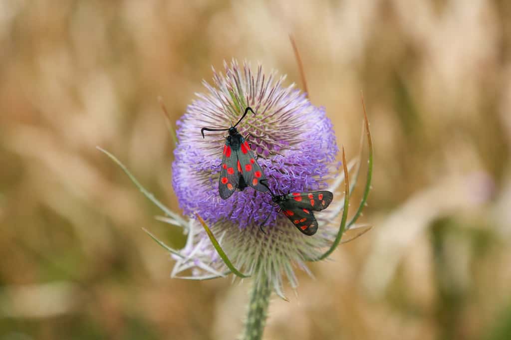 La zygène de la Filipendule, une espèce de lépidoptères (papillons) qui apprécie les fleurs des champs. © Graeme Green, tous droits réservés