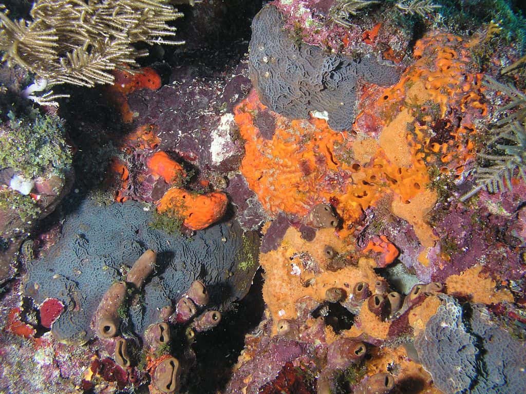 Le corail est en compétition avec les éponges, les algues et les bactéries. Paradoxalement, c'est aussi grâce à ces espèces qu'il peut se développer en récif. © Matthew Hoelscher, Wikipédia, cc by sa 2.0
