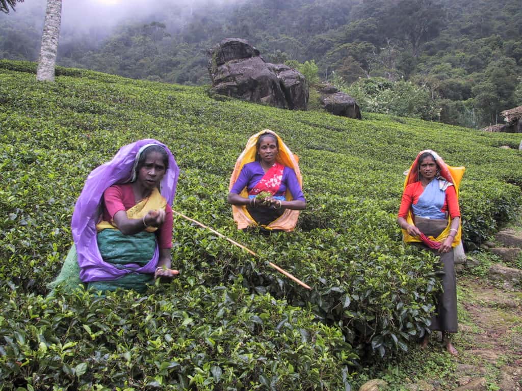 La récolte du thé au Sri Lanka dépend beaucoup de l’utilisation des pesticides, les supprimer du jour au lendemain a provoqué un désastre. © PD Author, <em>Wikimedia Commons</em>, DP