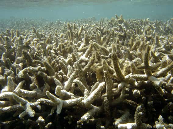 Le blanchiment des coraux provient de la disparition des xanthelles qui vivaient à l'intérieur des polypes, en symbiose avec eux. © Eliaped, Wikipédia, cc by sa 2.0