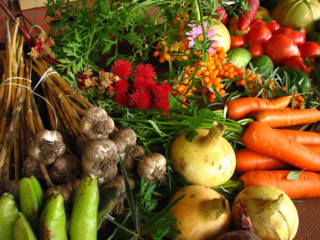 Légumes cultivés en agriculture bio. © Elina Marc,<em> wikimedia commons</em>, CC 3.0