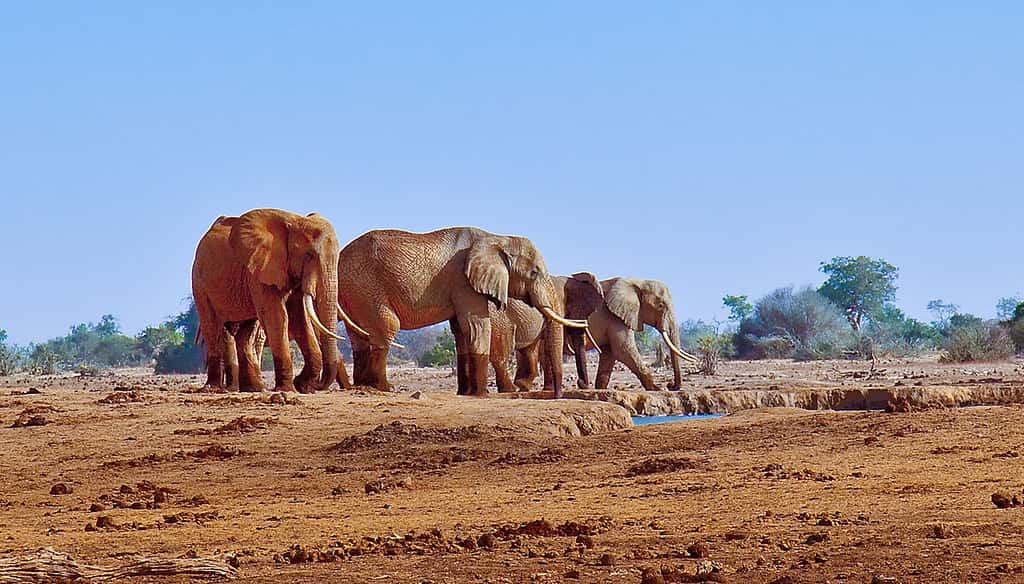 Troupeaux d'éléphants à proximité d'un trou d'eau près de « Satao Camp », Tsavo East wildlife reserve, au Kenya. © John Hickey-Fry, <em>Wikimedia commons,</em> CC 2.0