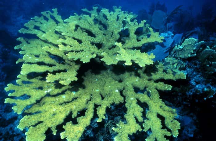 Le corail corne d'élan (Acropora palmata) est l'un des coraux les plus importants dans les récifs en mer des Caraïbes. Il peut abriter des homards, des poissons perroquets ou encore bien d'autres espèces. Actuellement, cette espèce est classée en danger critique d'extinction selon l'UICN. © Wikipédia, DP