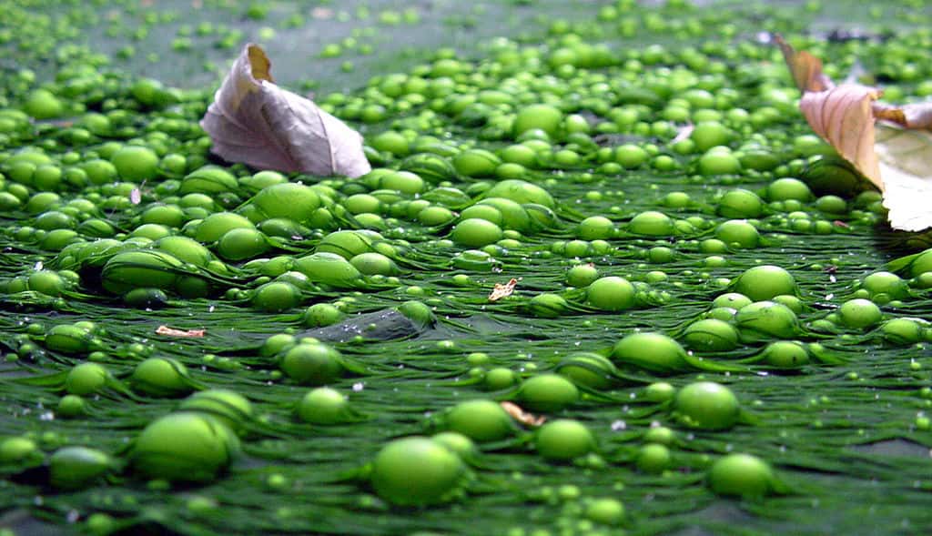 Les lacs et océans actuels sont de plus en plus sujets à un phénomène d'eutrophisation. L'apport d'éléments nutritifs favorise la production de certaines algues qui appauvrissent le milieu en oxygène. © F. lamiot, Wikipédia, CC by-sa 2.5 