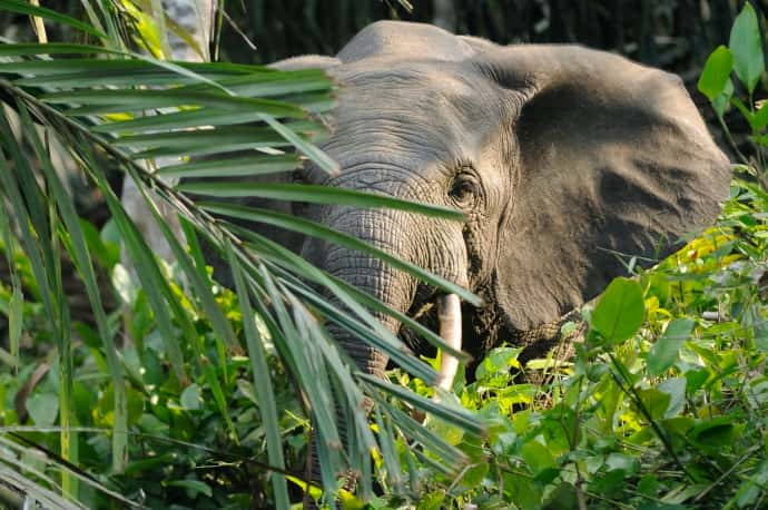 Lorsque l'éléphant a peur, il dresse ses oreilles, comme le fait sur cette image un éléphant de forêt en Afrique. © <a href="http://commons.wikimedia.org/wiki/User:Dsg-photo" target="_blank">dsg-photo.com</a>, Wikipédia, CC by-sa 3.0