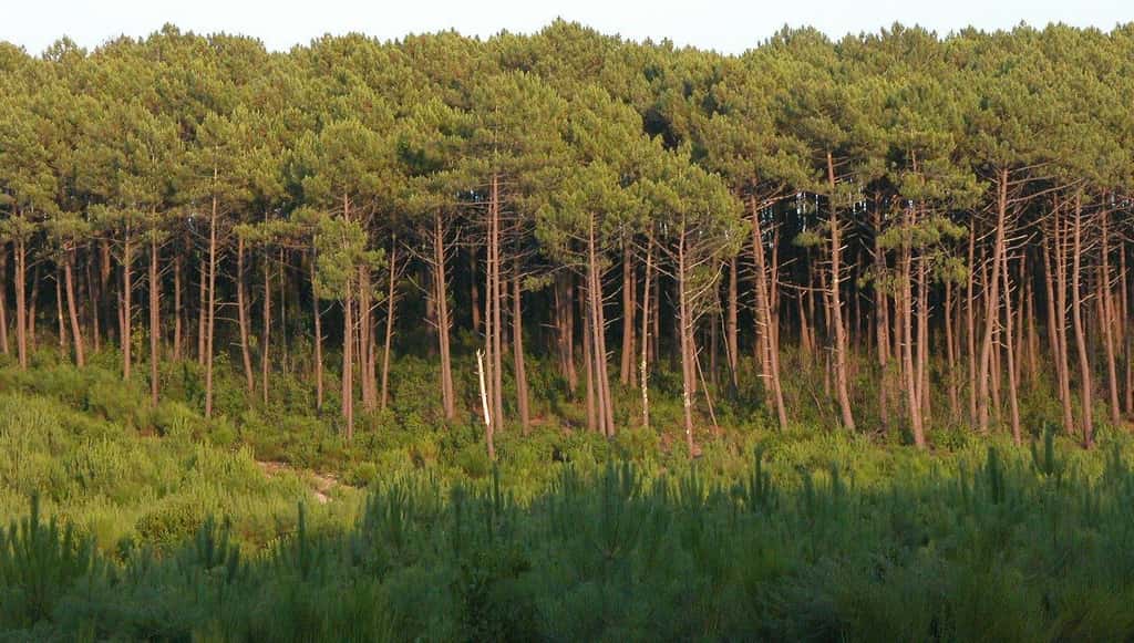 La « forêt » des Landes est maintenant doublement menacée par les tempêtes et les incendies. Pas évident de récolter plus de 40 ans après les arbres replantés aujourd’hui. © Larrousiney, Wikimedia commons, CC 1.2 