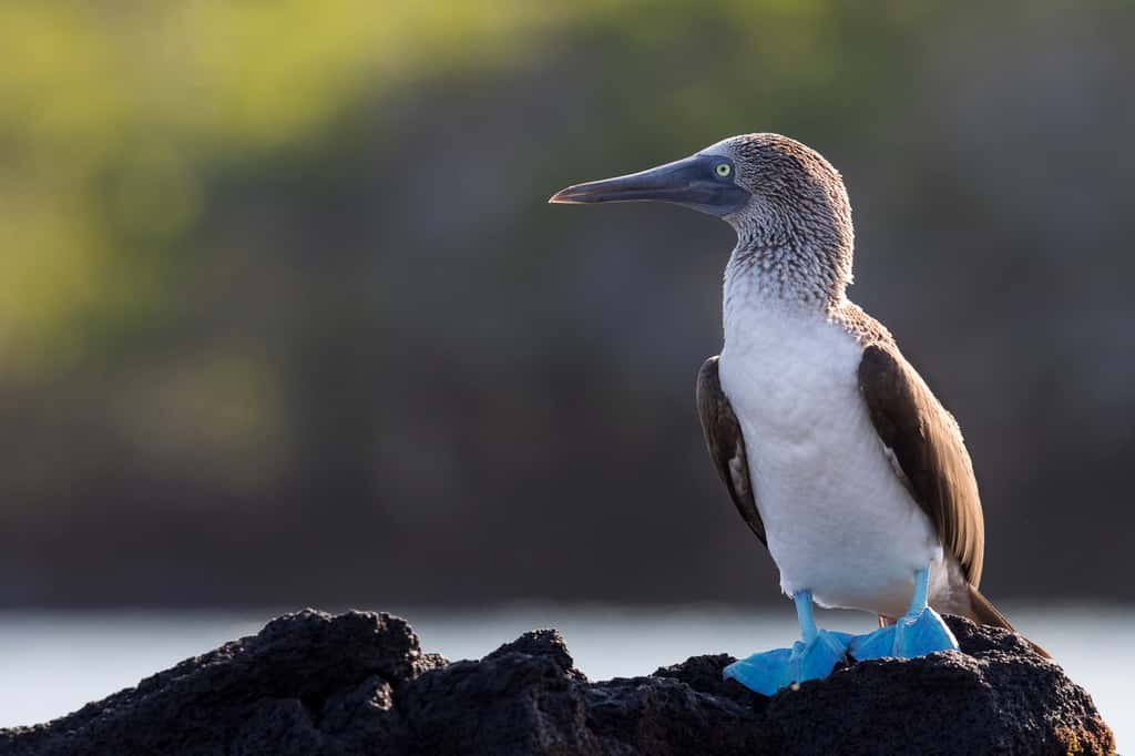 De nombreuses colonies de fous à pattes bleues (<em>Sula nebouxii</em>) nichent sur les îles des Galapagos. © Maxime Aliaga, tous droits réservés