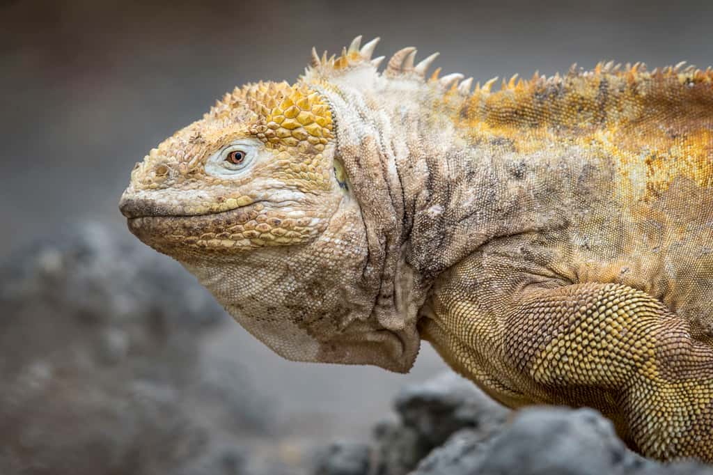 L'iguane terrestre des Galápagos (<em>Conolophus subcristatus</em>) est une espèce unique au monde, il est endémique de ces terres. © Maxime Aliaga, tous droits réservés