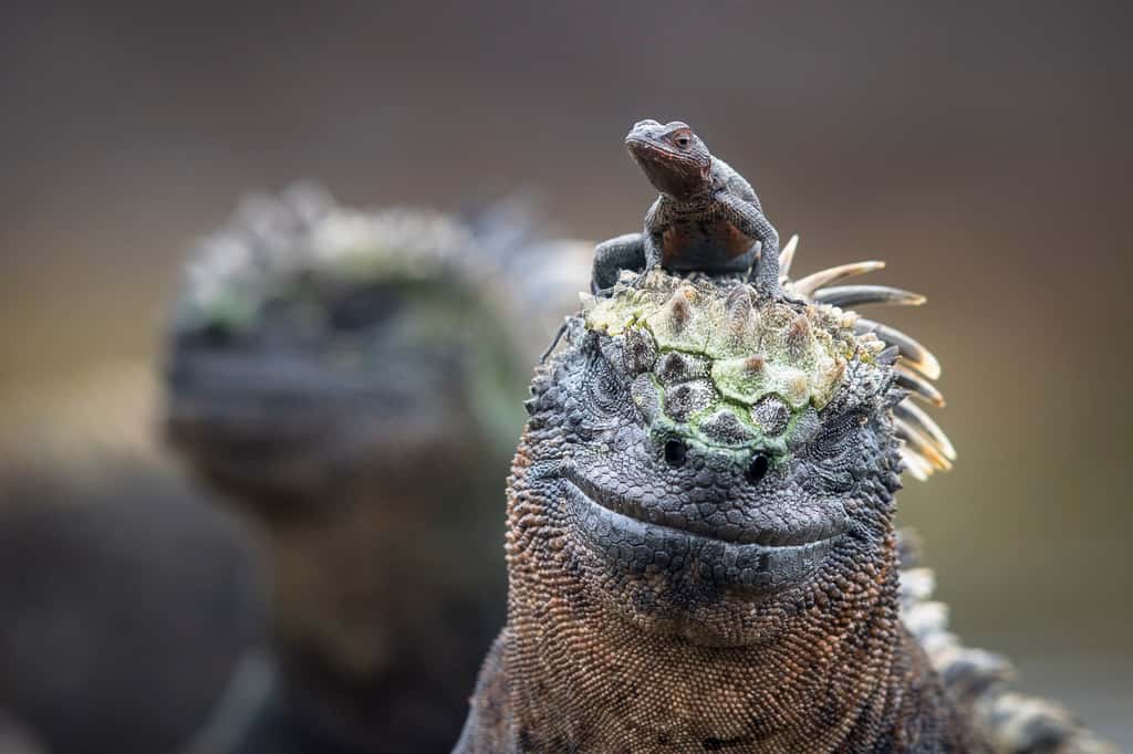 Certaines espèces cohabitent de manière très amicale tel ce lézard des laves sur la tête d'un iguane marin. © Maxime Aliaga, tous droits réservés