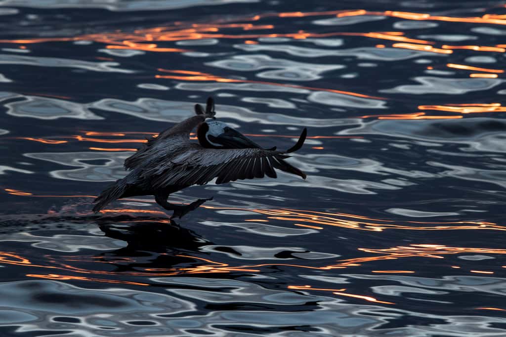 Un pélican brun à l'atterrissage sur une mer nappée des couleurs du coucher de soleil. © Maxime Aliaga, tous droits réservés