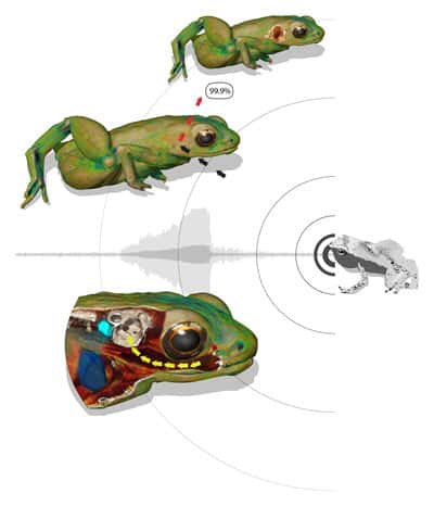 La peau réfléchit 99,9 % des ondes sonores. Chez la grenouille des Seychelles, le restant est transmis à l'oreille interne par la vibration des tissus entre lui et la bouche. © Renaud Boistel, CNRS