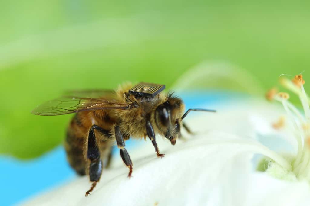 Le syndrome d'effondrement des colonies d'abeilles concerne les colonies d'abeilles domestiques et touche les élevages de souche européenne depuis 1998. © CSIRO 