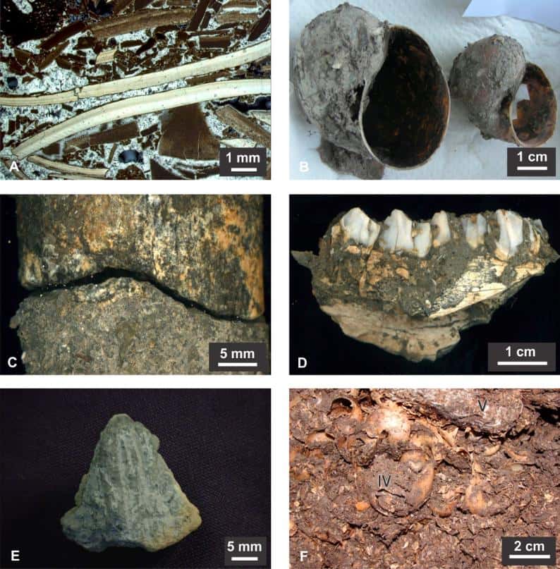 Détails de la terre cuite, des coquillages et des restes osseux provenant des fouilles. Image A : fragments de coquilles d'aragonite et micritique cimentées, un os est visible dans le coin supérieur gauche (lumière polarisée croisée). B : réservoirs Pomacea trouvé à 1,1 m de profondeur. C : cicatrice de l'impact entre fragments réaménagés du tibia d’un cerf des marais (<em>Blastocerus</em><em> dichotomus</em>). Dendrites minérales couvrant les bords des os. Les dommages en surface indiquent une percussion. D : fragment mandibulaire de <em>Mazama</em> <em>sp</em>. trouvé à une profondeur de 70-75 cm. E : fragment de terre cuite portant des lignes parallèles incisées, probablement culturellement modifiés. F : couche de coquilles bien cimentées entourées de fragments détachés. © <em>Public Library of Science</em>
