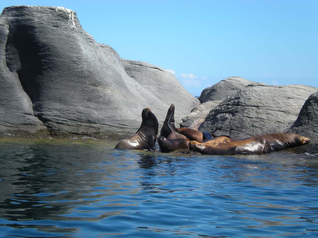 Le parc national Bahia de Loreto se trouve en Basse Californie, au Mexique. Il abrite 30 espèces différentes de mammifères marins, et constitue un véritable sanctuaire d'oiseaux. © Josephwaynebarrett, Flickr, cc by 2.0
