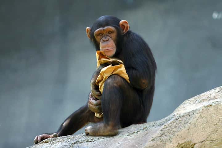 Jeune chimpanzé. © Aaron Logan, <em>wikimedia commons</em>, CC 2.5