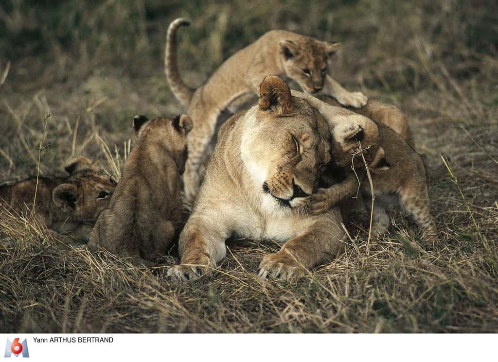 Maléfice et ses lionceaux, réserve nationale du Maasaï Mara, Kenya. © Yann Arthus-Bertrand, tous droits réservés