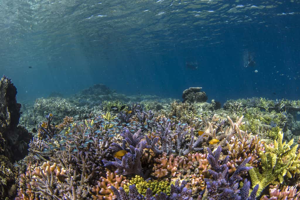 L’évolution d’une zone restaurée en l’espace de seulement 3 ans. Ceci est l’illustration parfaite du retour du récif corallien sur une zone dont le fond a été fragilisé par la pêche à la dynamite. Ces structures offrent un support solide aux colonies transplantées. Les nouvelles conditions de la zone sont propices au retour de la vie. © Martin Colognoli, tous droits réservés 