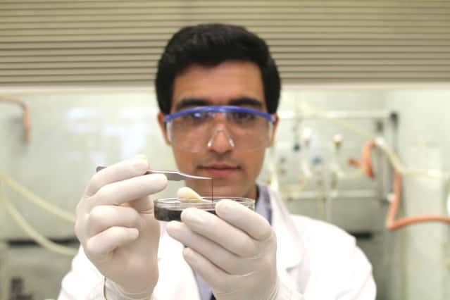 Seyed Mirvakili, l’un des chercheurs ayant participé à la conception de ce supercondensateur, examine un brin composé de nanofils de niobium. © Craig Cheney 