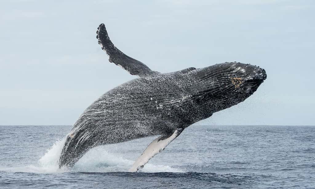 Saut caractéristique d'une baleine à bosse. © Adrien Fajeau, tous droits réservés 