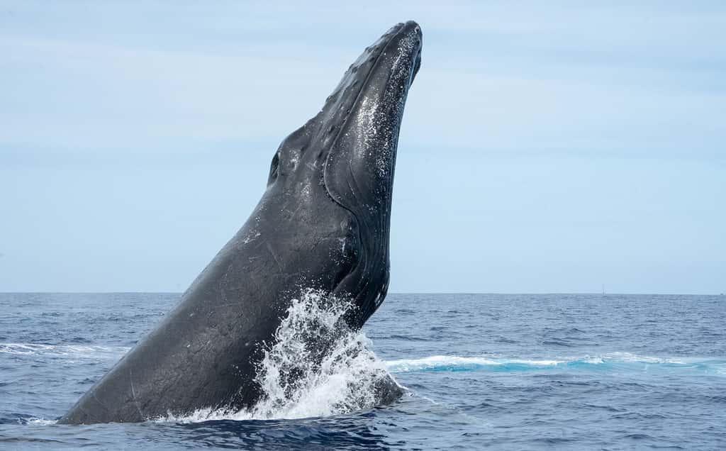  <br>Une baleine à bosse quelques secondes avant de frapper la surface de l'eau avec sa mâchoire. © Adrien Fajeau, tous droits réservés 