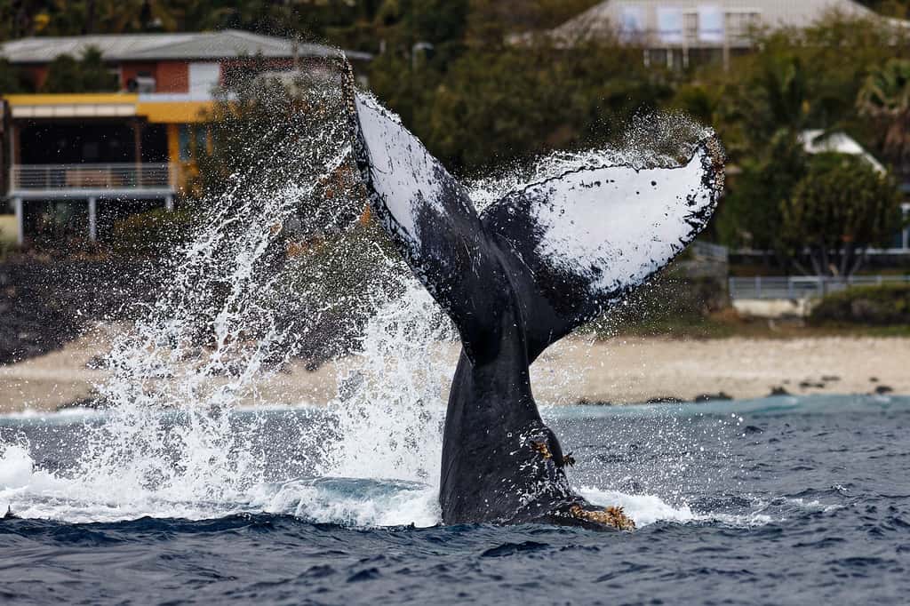 Frappe de caudale d'une baleine à bosse. © Eric Gentelet, tous droits réservés