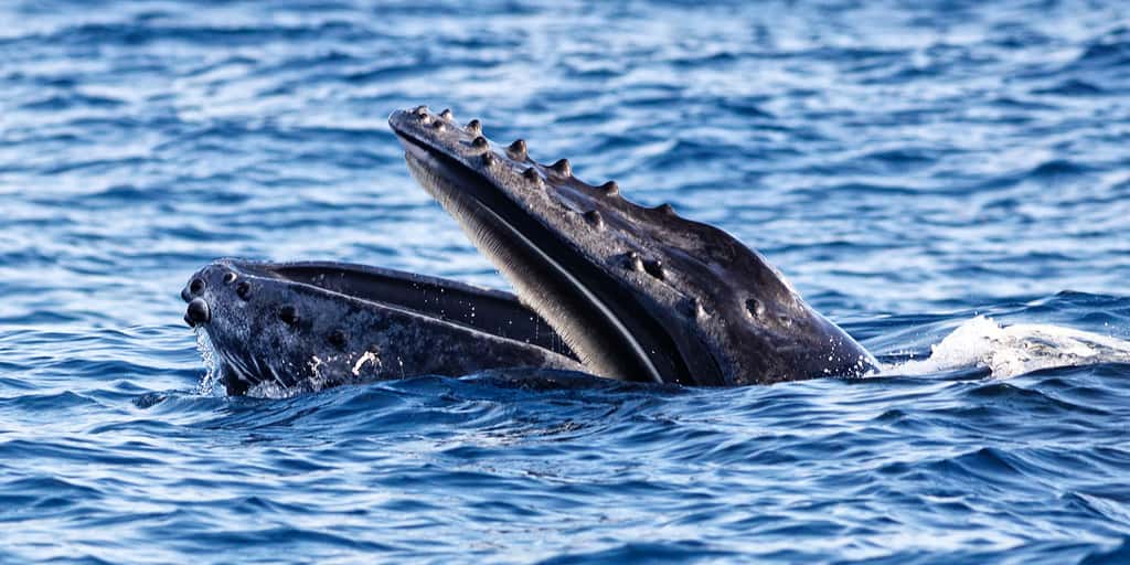 Un jeune baleineau dont on aperçoit les fanons. © Eric Gentelet, tous droits réservés 
