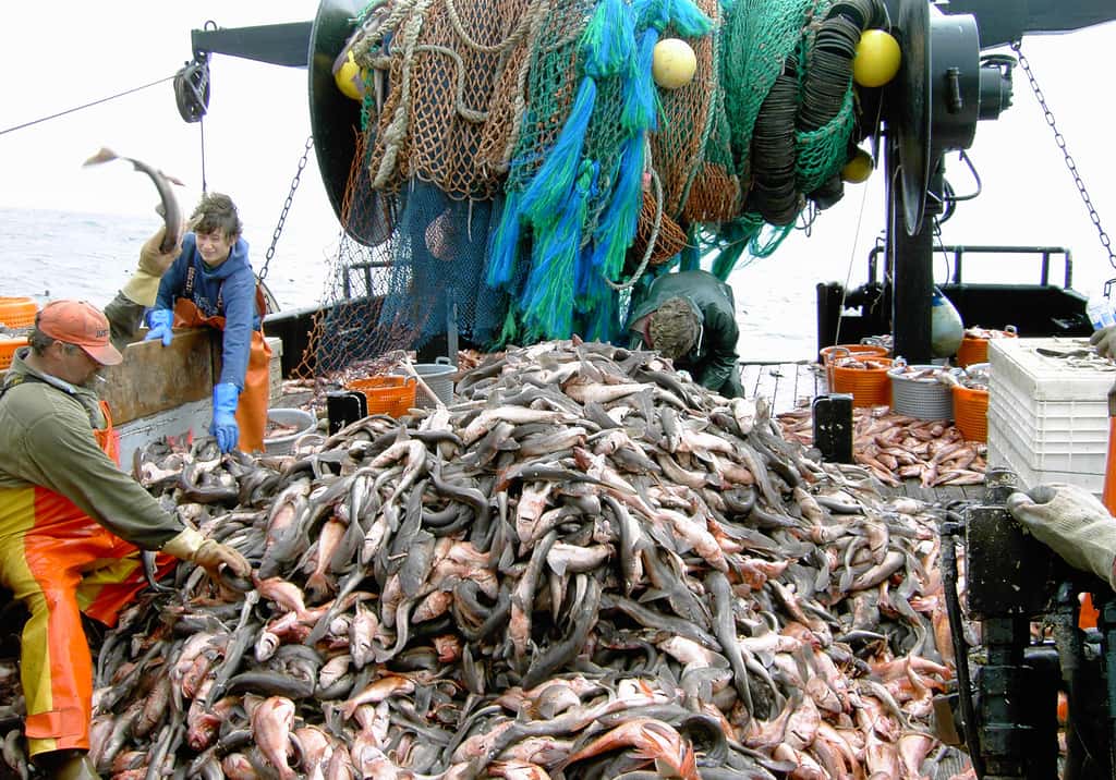 Peu de Français se rendent compte de ce que veut vraiment dire « pêche industrielle ». © John Wallace, NOAA/NMFS/NWFSC/FRAMD, <em>Wikimedia commons,</em> DP