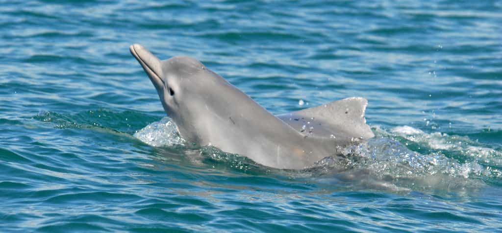 Les dauphins du genre Sousa ont tous la même morphologie, ils ont un bec, et une protubérance dorsale, qui leur vaut leur nom de dauphin à bosse. La nouvelle espèce ne déroge pas à la règle. © Guido J. Parra, <a href="http://www.cebel.org.au/" target="_blank">www.cebel.org.au</a>