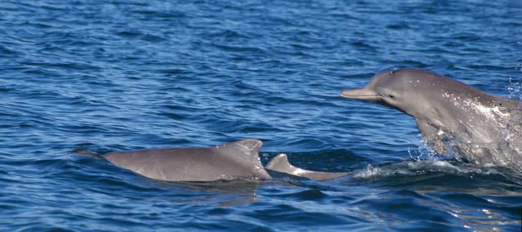 Ces trois dauphins à bosse ont été vus au nord des côtes australiennes par l'équipe de recherche. L'analyse des échantillons prélevés sur eux ont montré qu'ils appartenaient une espèce jamais identifiée jusqu'alors. © Guido J. Parra, <a href="http://www.cebel.org.au/" target="_blank">www.cebel.org.au</a>