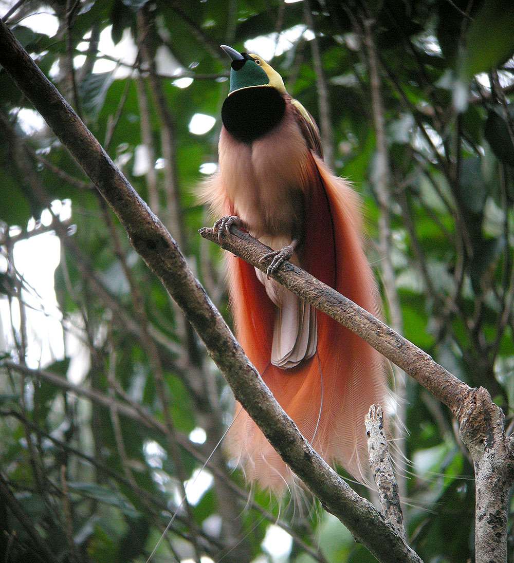 Paradisier de Nouvelle-Guinée (<em>Paradisaea raggiana</em>). © markaharper1, <em>Wikimedia Commons</em>