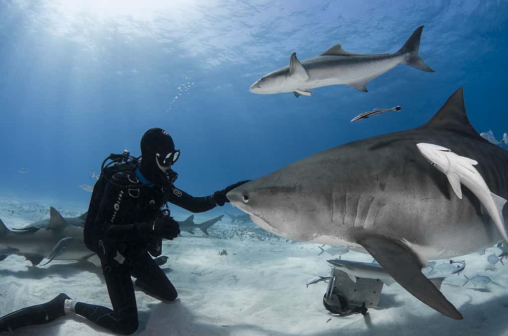 La peur du requin ? Une psychose non fondée. © Greg Lecoeur , tous droits réservés