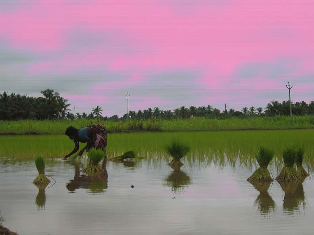 Plantation de riz en Inde. © SuSanAsecretariat, Wikimedia commons, CC 2.0