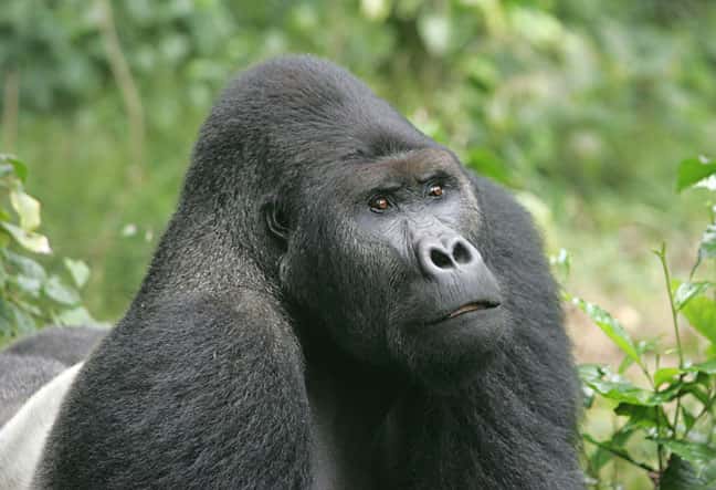 Gorille des plaines de l'Est (<em>Gorilla beringei graueri</em>). Mâle adulte (dos argenté). © Graueri Gorilla, wikimedia commons, CC 1.2 