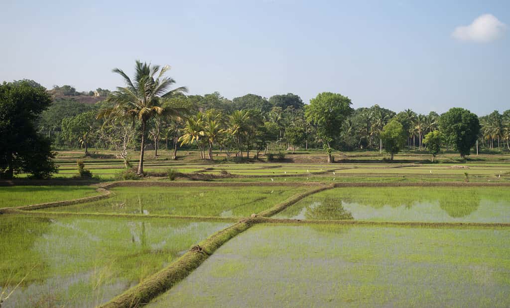 Une fois les investissements hydrauliques effectués, on ne fait pousser que du riz sur ces champs année après année, et monoculture = chimie. © Dinkum, <em>Wikimedia Commons</em>, CC 3.0