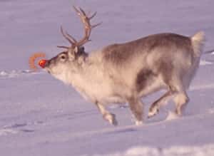 Rudolphe est le renne au nez rouge, neuvième du traîneau du père Noël. La lumière produite par ses naseaux guide le groupe durant la distribution des cadeaux. © Lomvi, Wikipédia, GNU 1.2