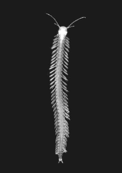 Le rémipède est un crustacé plus de dix millimètres. Le <em>Speleonectes tulumensis</em> est le seul répimède venimeux, et vit exclusivement dans les caves du Yucatán. Les <em>Speleonectes </em>comptent 15 espèces comme ici en photo le <em>Speleonectes tanumekes.</em> © Joris van der Ham, Wikipédia, cc by 2.5