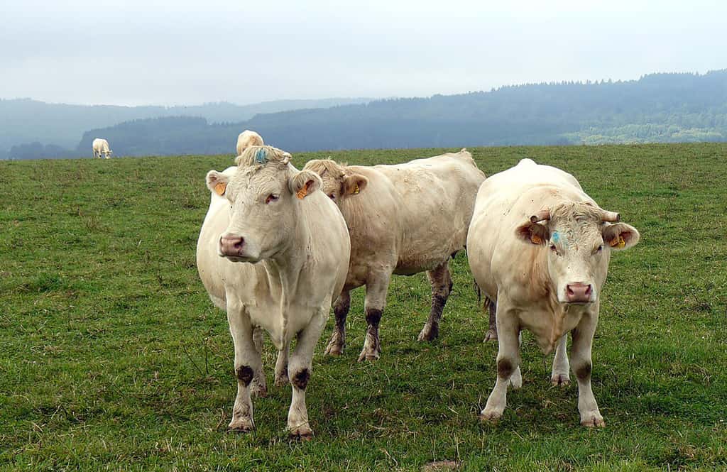  Vaches de race charolaise au-dessus de Roussillon-en-Morvan (Saône-et-Loire, France). © Félix Potuit, <em>Wikimedia Commons</em>, DP