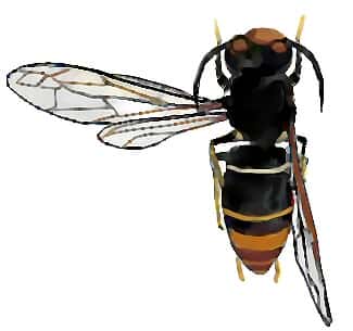 Le frelon asiatique, <em>Vespa velutina</em>, se reconnaît à son corps sombre et à ses pattes aux extrémités jaunes. Avec ses trois centimètres de longueur, il est plus petit que le frelon d'Europe (<em>Vespa crabro</em>). Son régime est composé de fruits et de nectar, mais pour nourrir ses larves, il préfère chasser différents insectes, dont les abeilles. © Salix, cc by nc sa