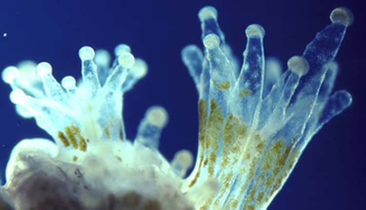 Un aperçu de la collaboration entre le polype translucide et la zooxanthelle verte. © Oxford Scientific, Getty Images