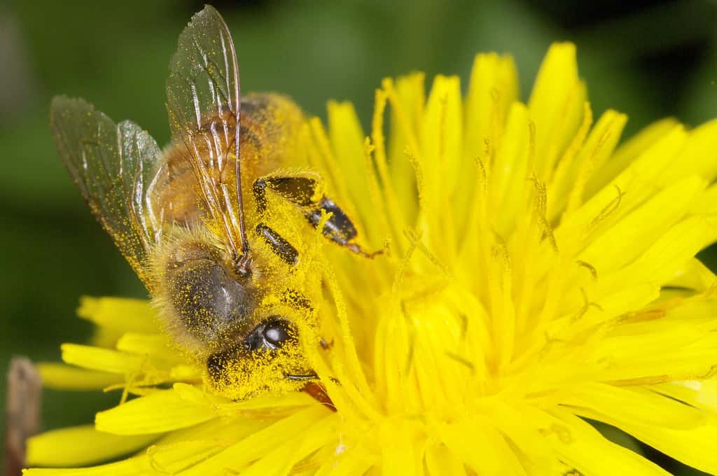 Le pollen est l'unique source de protéines pour les abeilles, il est absolument vital. © JR Guillaumin, Flickr, cc by sa 2.0
